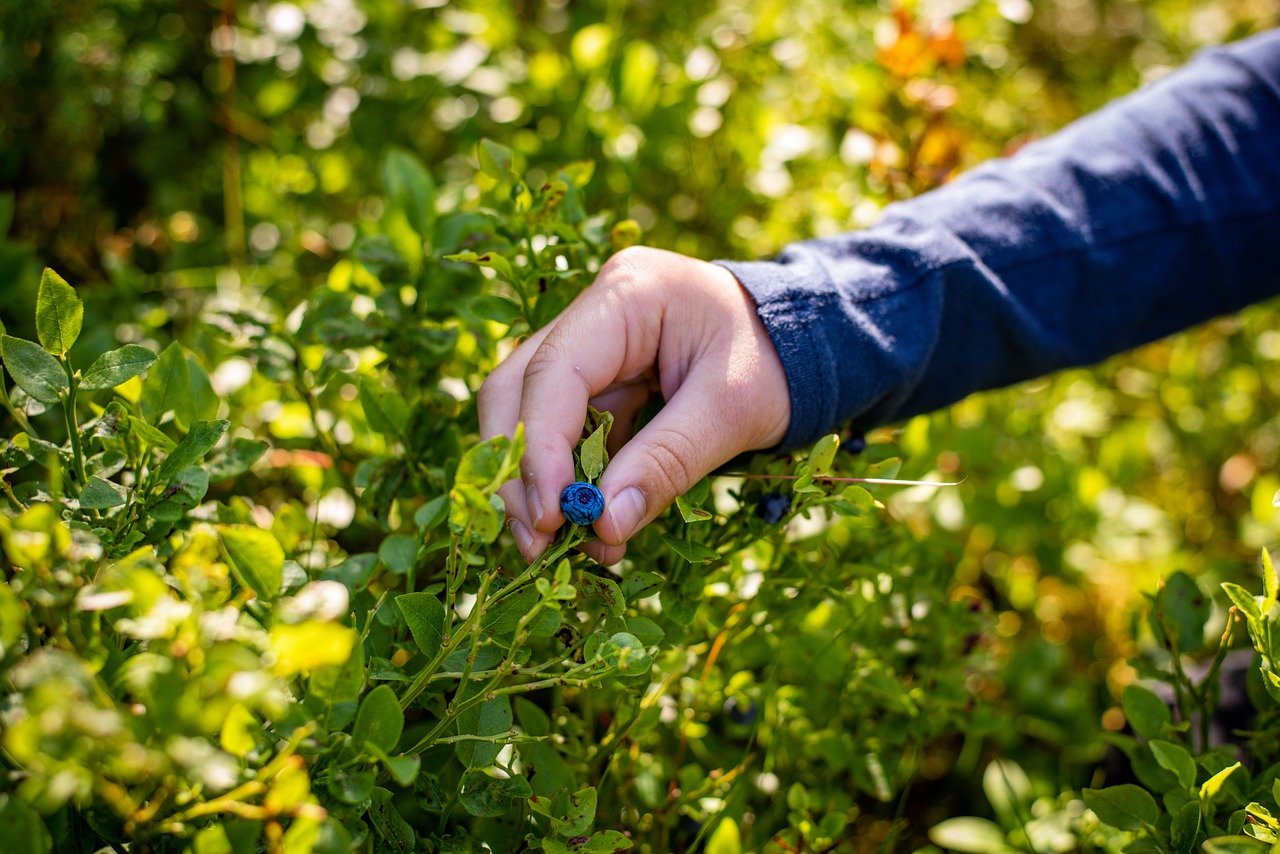 The Science of Antioxidants - Protecting Your Health
